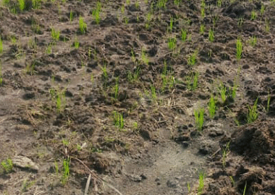 Empowering Communities Through Agriculture