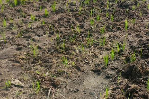 Farming Farming